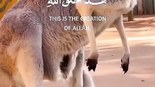 هذا خلق الله