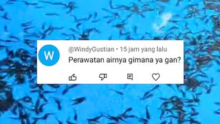 Cara perawatan air kolam ikan lele agar cepat tumbuh besar