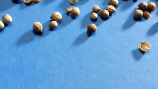 فوائد شرب مغلي الكزبرة الناشفة - ماذا يحدث إذا شربنا مغلي الكزبرة الناشفة يوميا؟
