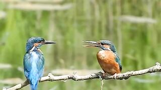 Two Lovely Birds