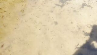 Small fish swim near the shore