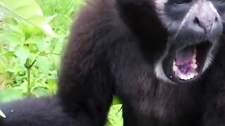 Animal sounds