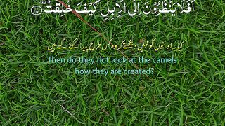Quran
