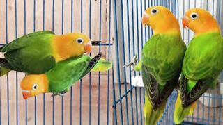 A bird whose business can earn you millions of rupees