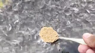 Berikut ini pakan pelet ikan lele yang sering saya gunakan disegmen pembenihan