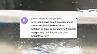 Baru 2 hari ganti air kolam, ikan lele sudah mengantung lagi