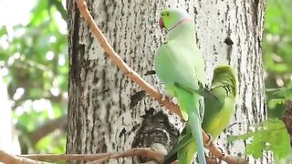 Ringneck Parrots