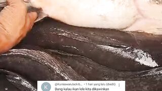 Makin kesini kualitas bibit lele semakin jelek, ternyata ini penyebabnya