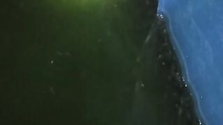 Bibit lele ukuran 1-2cm tinggi ait kolam cukup 25-30cm saja