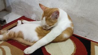 the cat is cleaning itself