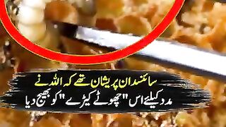 The Great problem for the Scientists the used plastic and the Almighty Allah s solution a small animal eats it.