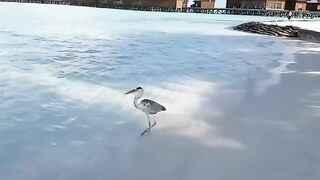 Bird Vs Sharks