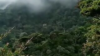 forest, jungle