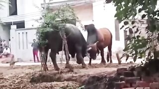 Rural Bull Fighting