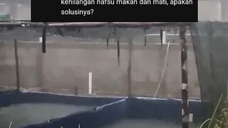 Penyebab ikan lele kurang nafsu makan dan banyak yang mati setelah kena hujan