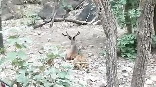 Tiger Vs Sambar Deer