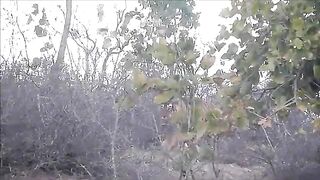 Tiger Vs Cow