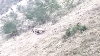 Giraffe & Tiger Battle