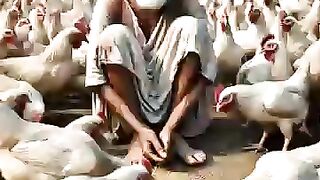 A farmer has many chickens and pigeons ???? #ai #shorts #hen #pigeon.