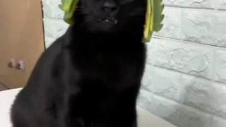 funny video