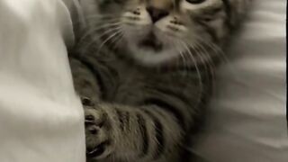 Cat ???? super