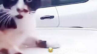 Funny cats ????