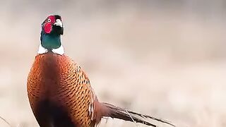 سفیر اسلام علامہ سید عبد المجید ندیم شاہ رحمۃ اللہ