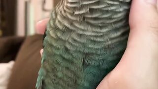 Funny videos animals vs humans #1