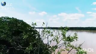 Wild amazon