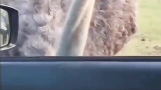 Funny animal video