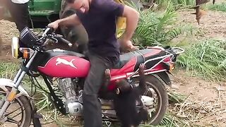 Best funny monkey video ever most watch