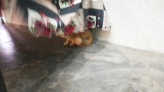 Funny animals - fanny cats video funny animals video 2023