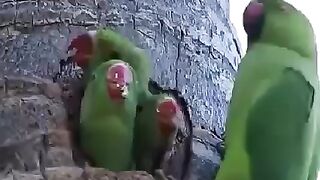 Beautiful Green parrot and parrot chicks amazing video 2023