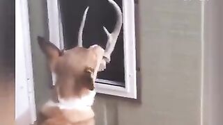 Funny dogs