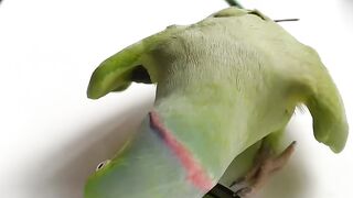 Parrot communicates