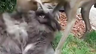 Funny Animals