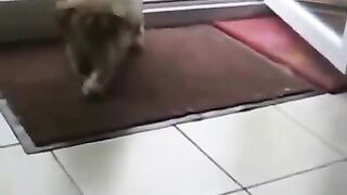 Funny pets