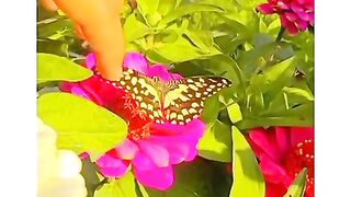 butetfly
