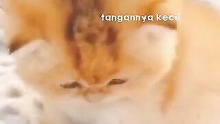 Funny Cats || Cute little Kitten???????????? || Quote Animals