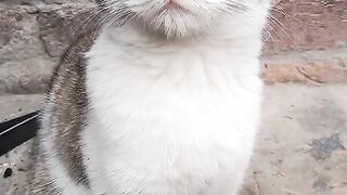 Beautiful cat