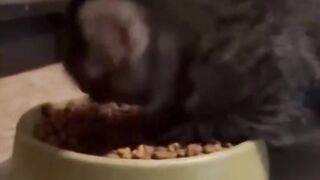 Funniest Animals 2023 ???? Funniest Cats and Dogs ???????? EATING FOOD