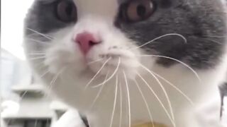 Funniest Animals 2023 ???? Funniest Cats and Dogs ???????? EATING FOOD