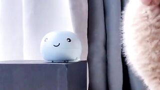 Funny cute cat