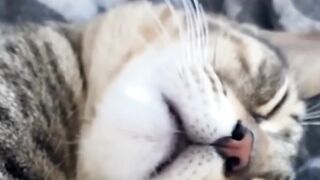 Funniest Animals 2023 ???? Funniest Cats and Dogs ????????CUTE CATS ARE SLEEPING