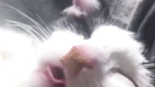 Funniest Animals 2023 ???? Funniest Cats and Dogs ????????CUTE CATS