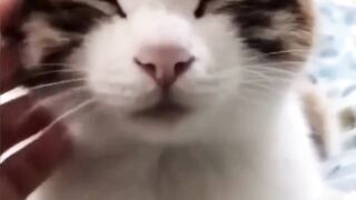 Funniest Animals 2023 ???? Funniest Cats and Dogs ????????CUTE CATS
