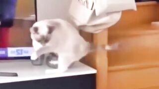 Funniest Animals 2023  Funniest Cats and Dogs PLAY