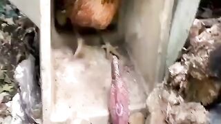 Mother chicken protect his chicks from red cobra snake