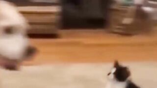 Funniest Animals 2023  Funniest Cats and Dogs PLAY