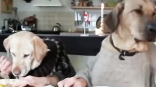 Amazing dog's ????